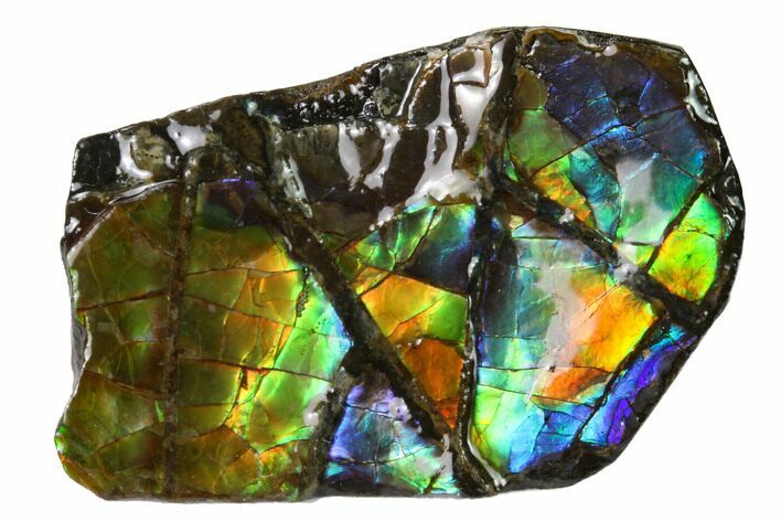 Iridescent Ammolite (Fossil Ammonite Shell) - Alberta, Canada #156730